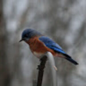 Meet your Posher, Traci